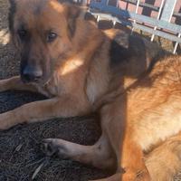 Pastore tedesco femmina