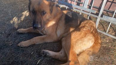 Pastore tedesco femmina