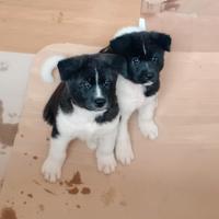 Cuccioli di Akita americano