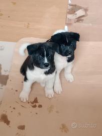 Cuccioli di Akita americano