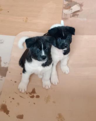 Cuccioli di Akita americano