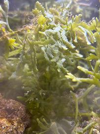 Macroalghe acquario marino