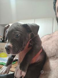 Cucciola pitbul