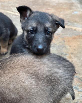 Cuccioli di Pastore Tedesco