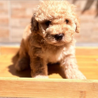 Cucciola barboncino toy albicocca