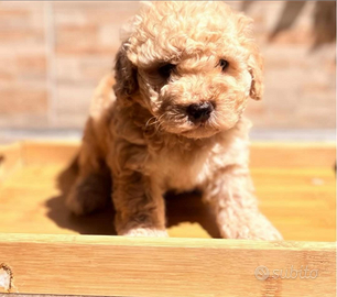 Cucciola barboncino toy albicocca