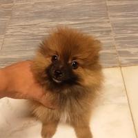 Spitz nano di pomerania toy