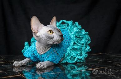 ultima femminuccia sphynx Total black 