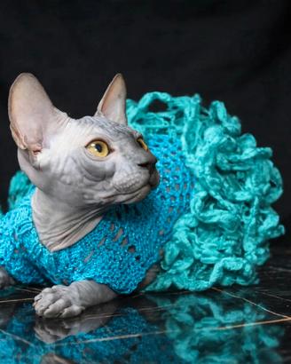 ultima femminuccia sphynx Total black 