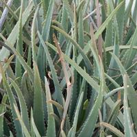 2 Polloni di Aloe Vera con radici