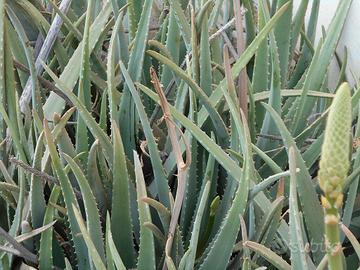 2 Polloni di Aloe Vera con radici
