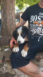 Cuccioli bovaro bernese