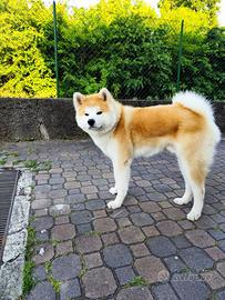 Akita Inu maschio monta