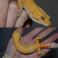 Gechi leopardini