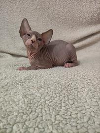 Ultima femmina sphynx