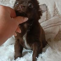 Chihuahua cucciolo Chocolate
