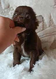 Chihuahua cucciolo Chocolate