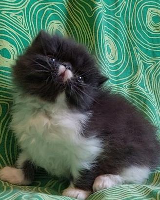 Gatto persiano