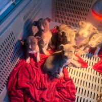 Amstaff