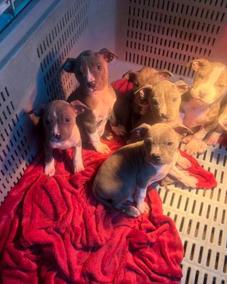 Amstaff