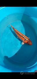 Carpa Koi