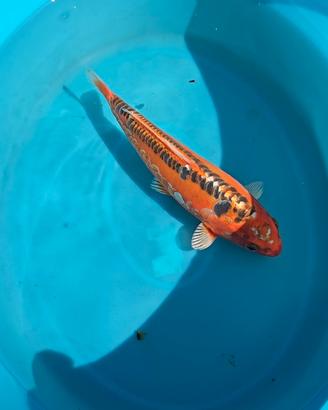 Carpa Koi