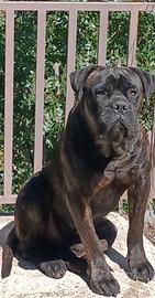 Cane corso stallone