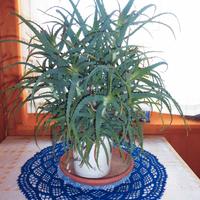 Aloe arborescens