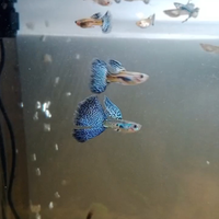 Guppy blue grass