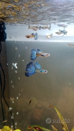 Guppy blue grass