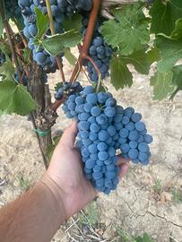 Uva da vino Barbera