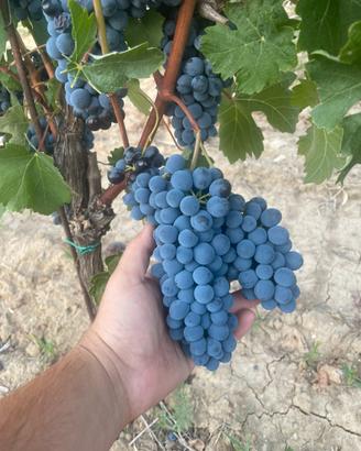 Uva da vino Barbera