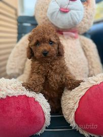 Barboncino toy red - cucciolo disponibile