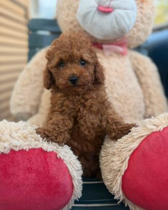 Barboncino toy red - cucciolo disponibile