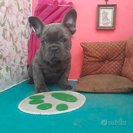 Bouledogue Francese Blu Maschio