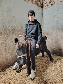 Pony schetland