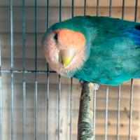 Agapornis roseicollis maschio