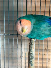 Agapornis roseicollis maschio