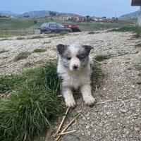 Cuccioli di border collie
