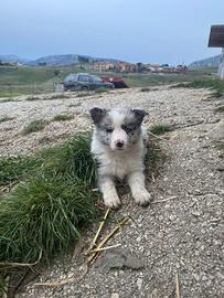 Cuccioli di border collie