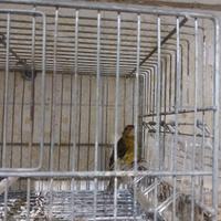 Disponibile spagnoletto maschio 2025