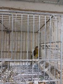 Disponibile spagnoletto maschio 2025