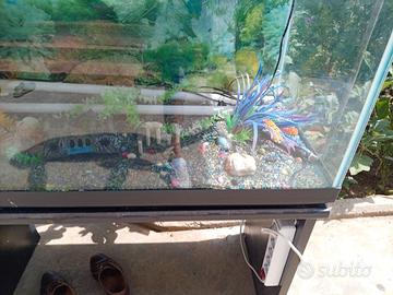 Acquario