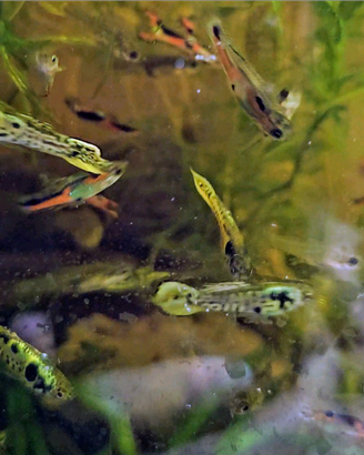 3 Guppy - Endler