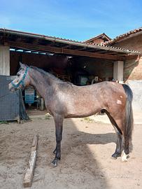 Arabo/spagnolo