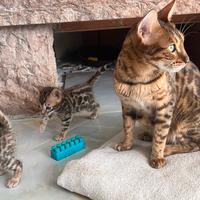 Gattini Bengala con Pedigree