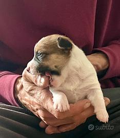 Cuccioli jack Russell