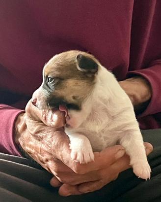Cuccioli jack Russell