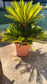 Pianta cycas