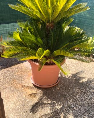 Pianta cycas